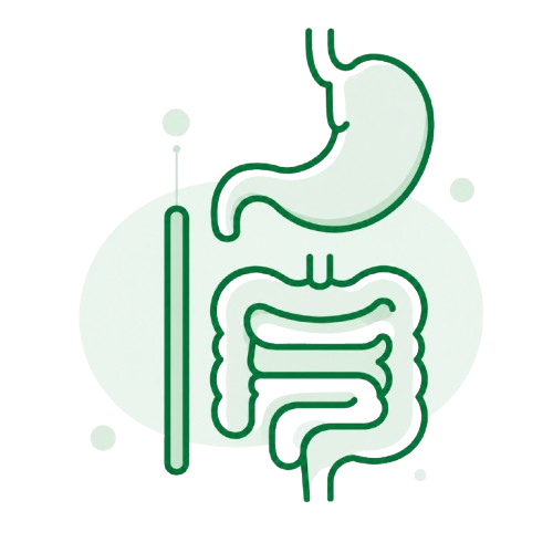Digestive System